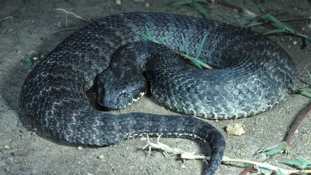 Death Adder (Acanthophis antarcticus)