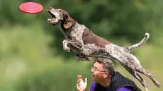 Seekor anjing melompat di atas pemiliknya saat mengikuti kompetisi freestyle di turnamen frisbee anjing di Erfstadt, Jerman (3/6).  Kompitisi anjing ini diikuti 60 peserta dari tujuh negara. (Marius Becker / dpa via AP)