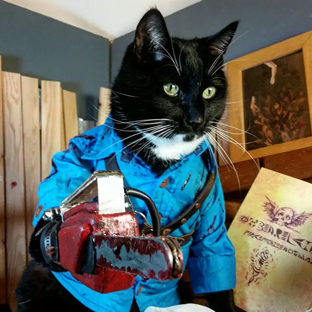 8 Potret Lucu Kucing Ikut Rayakan Halloween, Bisa Tampil Seram