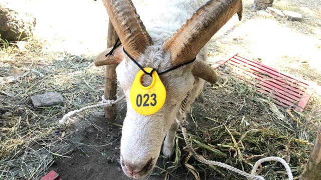 (Foto: Liputan6.com/Dian Kurniawan)