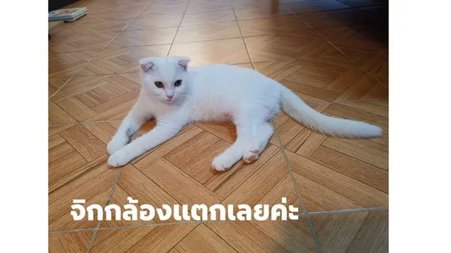 Bak Karakter Pikachu, Kucing Ini Berubah Berwarna Kuning Setelah Diobati