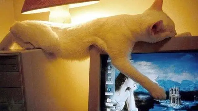 10 Potret Kucing Tidur dengan Pose Nyeleneh di Lokasi Absurd Ini Bikin Geleng Kepala