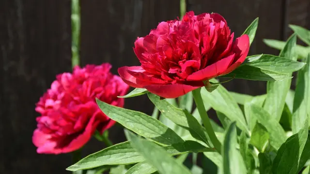 Peony Merah