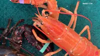 Pria Ini Temukan Lobster Berwarna Oranye Super Langka (Sumber: UPI)