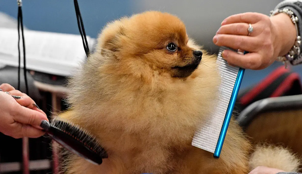 Seekor anjing Spitz Jerman saat dipersiapkan oleh pemiliknya untuk mengikuti kompetisi Dog Show di Dortmund, Jerman, (13/10). Kompetisi ini akan berlangsung sampai 15 Oktober 2017. (AP Photo / Martin Meissner)