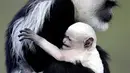 Monyet Guereza (Colobus Guereza) menggendong bayinya yang baru lahir di kebun binatang Praha, Republik Ceko, 5 April 2018. Monyet Guereza merupakan hewan langka yang berasal dari bagian barat Afrika tengah dan timur. (AP Photo/Petr David Josek)