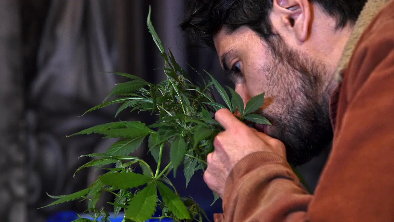 20151222-Kolombia Legalkan Ganja untuk Obat