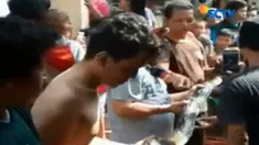 Setelah berhasil di tangkap, ular sanca batik ini langsung di serahkan ke petugas tagana yang nantinya akan di berikan ke Kebun Binatang Ragunan.
