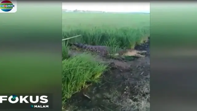 Keberadaan buaya muara mengagetkan sejumlah petani yang hendak ke sawah.