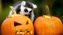 Seekor lemur mencari makanan di dalam buah labu yang diukir, beberapa hari sebelum perayaan Halloween, di kebun binatang Dierenpark, Belanda, 27 Oktober 2017. (REMKO DE WAAL / ANP / AFP)