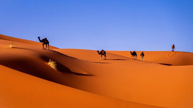 Sahara Desert