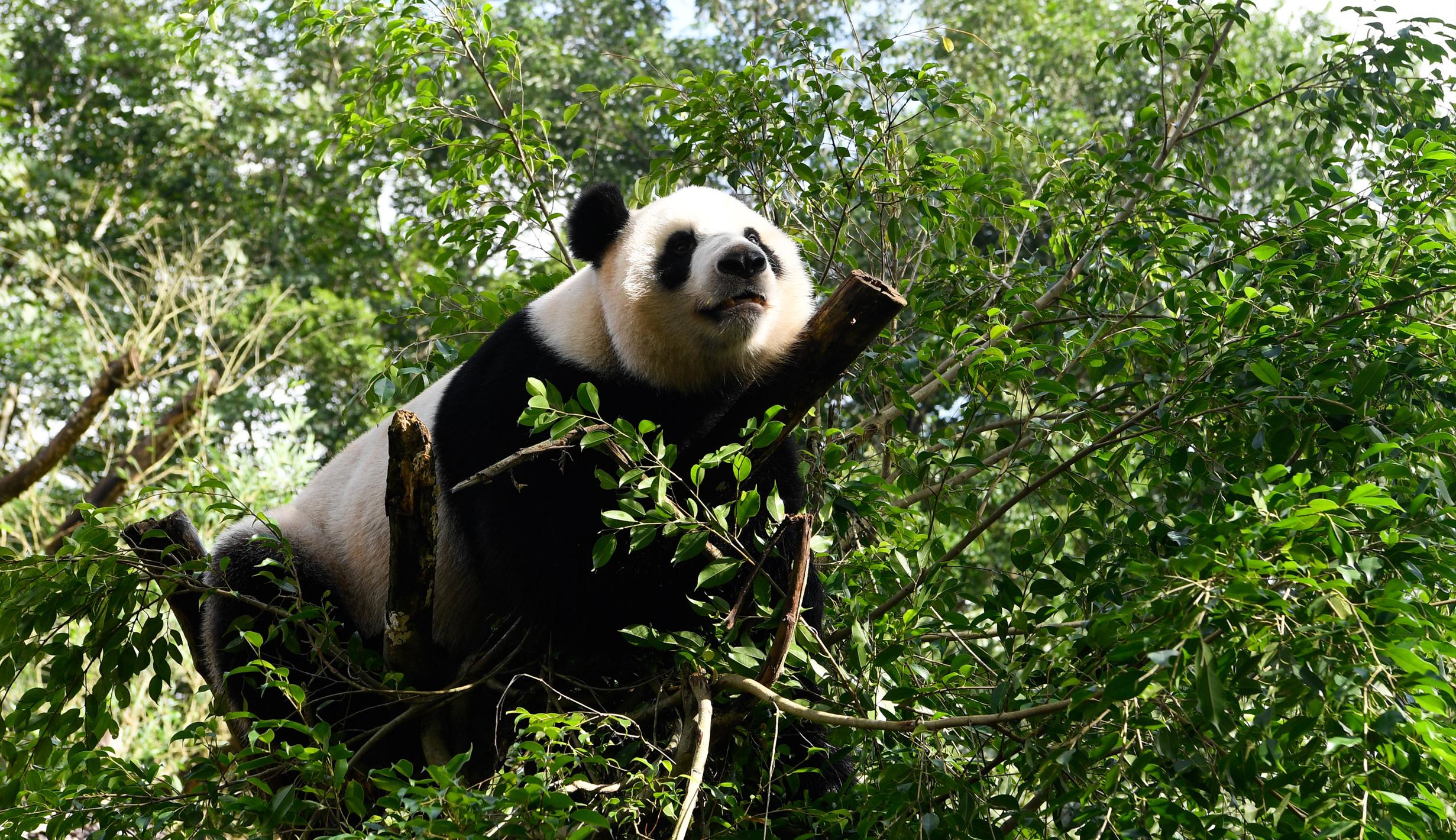 FOTO: Tingkah Panda Raksasa di Kebun Raya dan Taman Margasatwa Tropis ...
