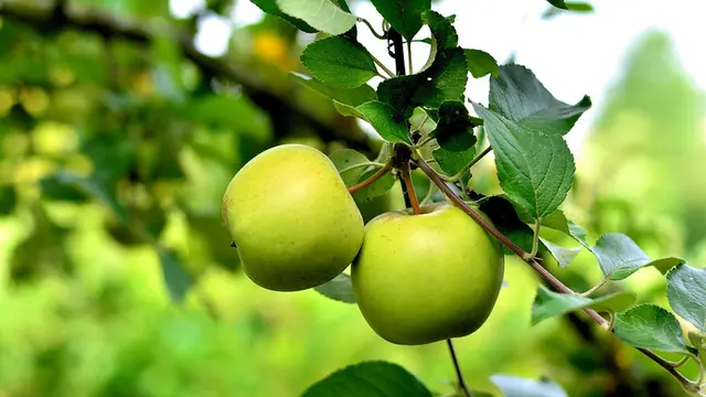 Tempat Wisata Petik Buah di Malang