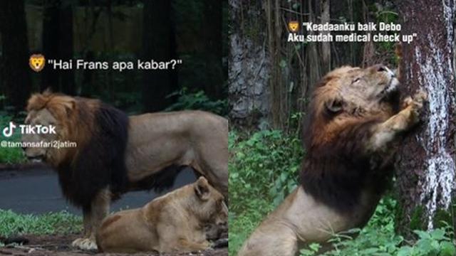 Nasib Singa yang Tabrak Mobil di Taman Safari, Frans: Sudah Medical Check Up