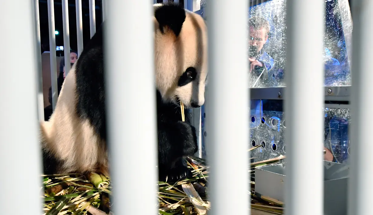 Sejumlah tamu melihat salah satu dari dua panda raksasa di bandara Schiphol, Belanda, Rabu (12/4). Panda betina, Wu Wen dan panda jantan, Xing Ya itu tiba setelah menempuh penerbangan sejauh 8.000 kilometer dari China. (AP Photo/Patrick Post)