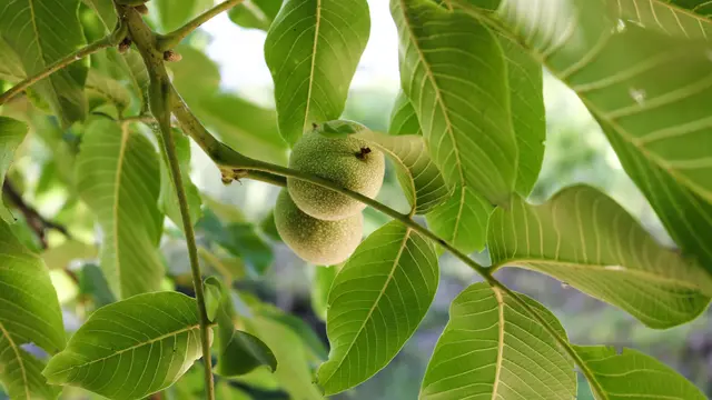Kacang Kenari di Pohon, Pilihan Investasi Tanaman Jangka Panjang di Pekarangan Rumah