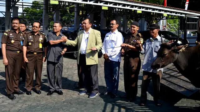 Sempat Berontak Sapi Kurban Jokowi Ditangani 17 Orang