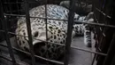 Seekor macan tutul berada di kandangnya seusai terperosok ke dalam sumur kering di kawasan permukiman Guwahati, India, Rabu (13/12). Setelah dievakuasi, macan tutul itu selanjutnya akan dibawa ke Kebun Binatang Assam. (AP Photo/Anupam Nath)