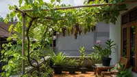 Budidaya Anggur di Teras Rumah Desa Sederhana, Ini Cara Mudah Menanam Buah Premium di Lahan Terbatas