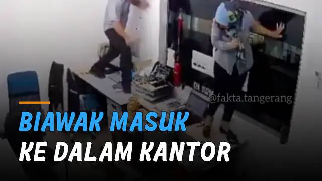 VIDEO: Buat Kaget, Seekor Biawak Masuk ke Dalam Kantor