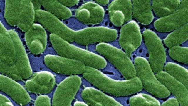 Bakteri pemakan daging (10)