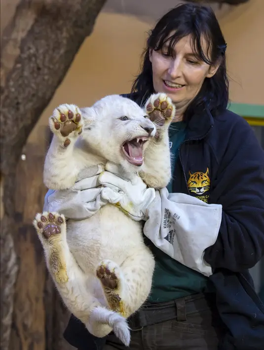 Petugas kebun binatang Susann Paelecke menggendong salah satu dari tiga anak singa putih langka di kebun binatang di Magdeburg, Jerman, Rabu (15/1/2020). Tiga singa putih langka berjenis kelamin satu jantan dan dua betina tersebut lahir pada 11 November 2019. (AP Photo/Jens Meyer)