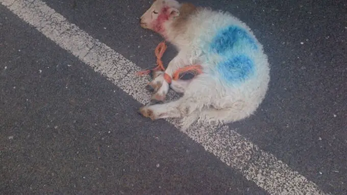 Domba Mati Lantaran Dipanah, Polisi Kejar Si Pelaku