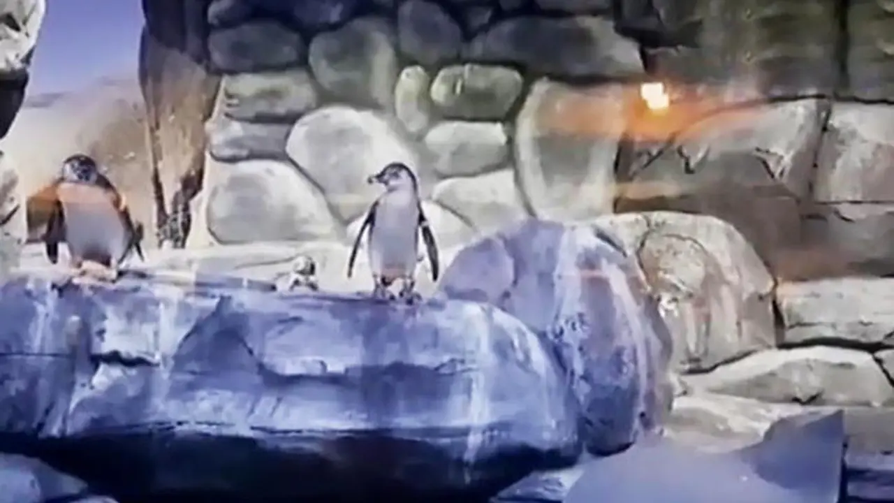Penguin