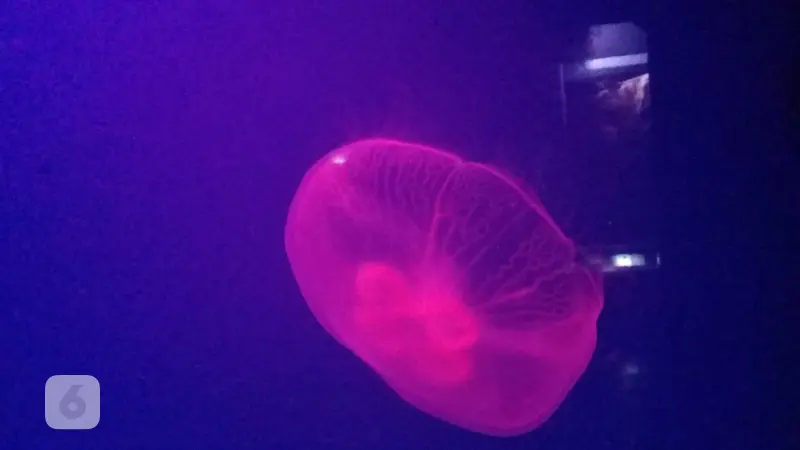 Ubur Ubur Moon Jellyfish