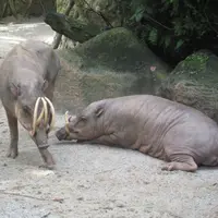 Indonesia patut berbangga. Banyak hewan yang tidak ada di negara lain dan hanya ada di negeri tercinta. Misal Babirusa. 