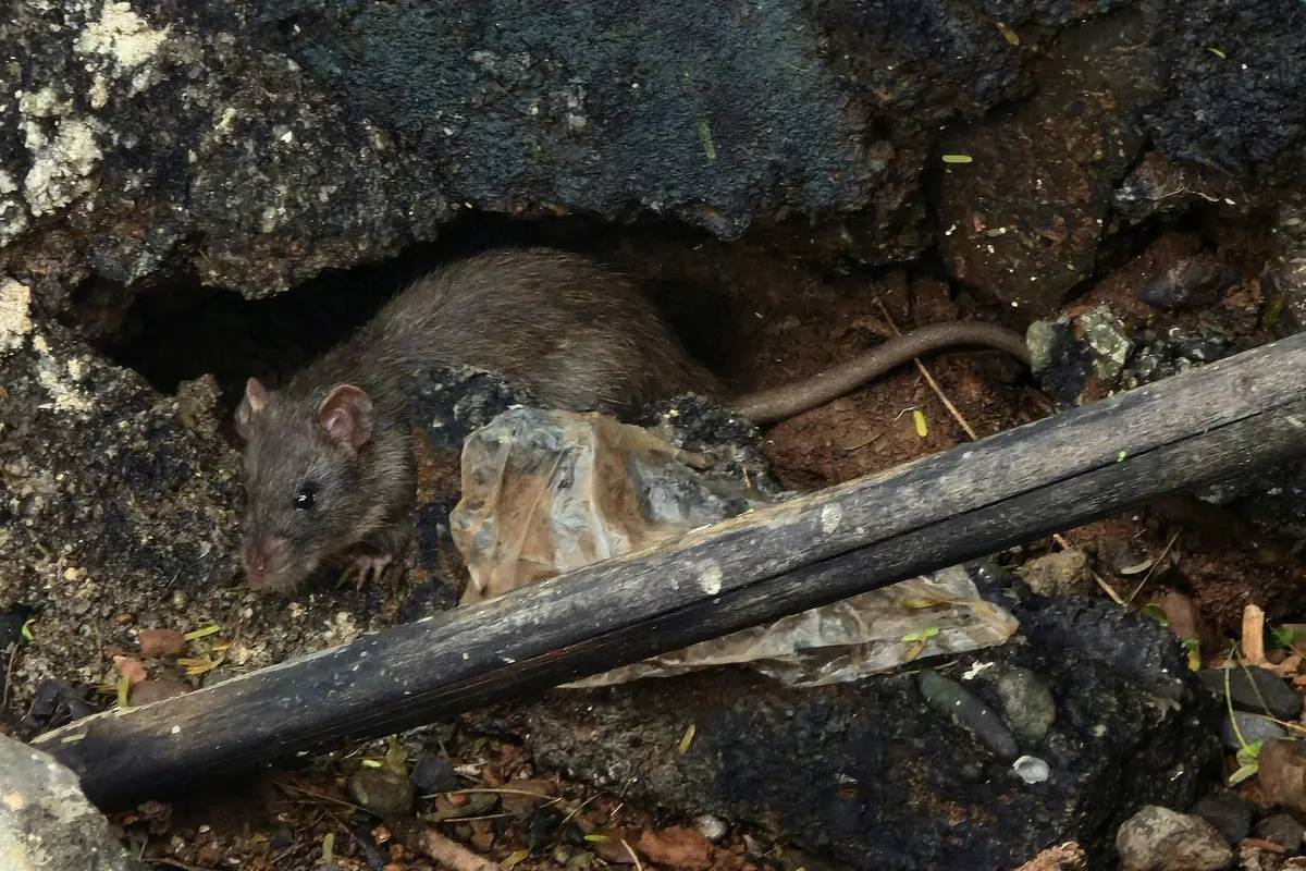 Tikus Got