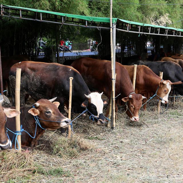 Tengok Cara Pemerintah Tingkatkan Populasi Sapi Di Papua Bisnis Liputan6 Com