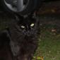 Kucing hitam (Sumber: Wikimedia Commons)