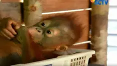 Bayi orangutan tersebut ditemukan sendirian tanpa induknya dan sempat dipelihara oleh warga penambang emas tradisional selama 15 hari 