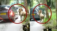 Toyota Kijang Innova diserang sepasang singa di India. (Rushlane)