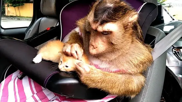 Apa yang dilakukan monyet bernama Shaki ini patut diacungi jempol. Ia merawat anak-anak kucing yang terlantar dengan penuh kasih sayang.