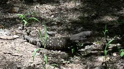 Seekor Heloderma (Horridum harlesborgerti), kadal endemik yang terancam punah, terlihat di Taman Regional Kota Niño Dormido, Cabanas, Guatemala, 11 Juli 2022. Niño Dormido (Anak yang tertidur) adalah salah satu nama reptil yang dikenal. (Johan ORDONEZ/AFP)