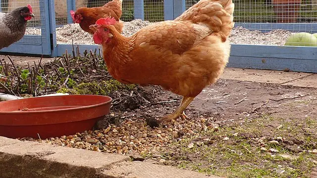 Ayam sedang Minum Air Suplemen