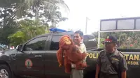 Bonbon, bayi orangutan langka di kembalikan ke habitat asalnya di Sumatera Utara. (dok. Sriwijaya Air/Adhita Diansyavira)