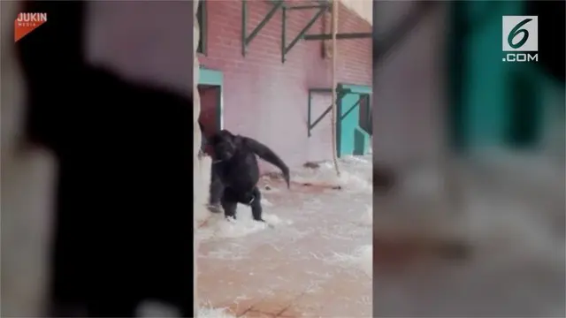 Video bayi gorila menari balet terekam kamera pengujung.