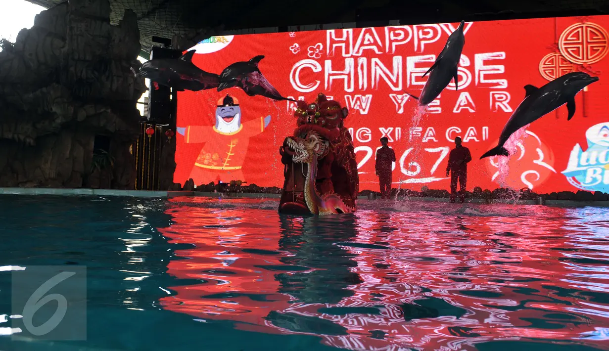 Lumba-lumba berkolaborasi dengan barongsai melakukan atraksi untuk menghibur pengunjung di kawasan wisata Ancol, Jakarta, Senin (8/2). Dalam rangka libur Imlek, Ancol menampilkan pertunjukan lumba-lumba yang berbeda dari biasanya (Liputan6.com/JohanTallo)