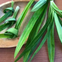 ilustrasi daun pandan/Mama_Ayen/Shutterstock