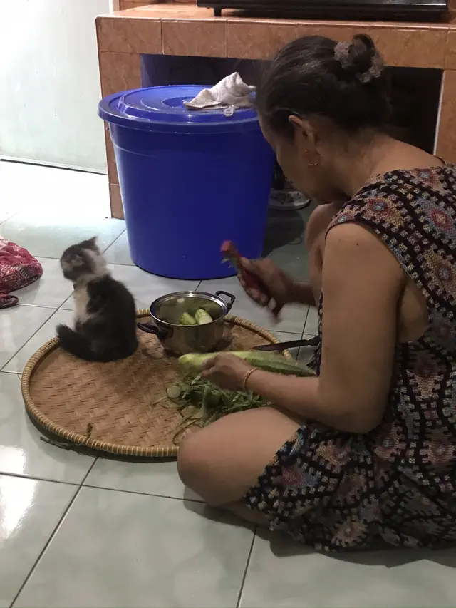 Potret Kucing 'Bantuin Masak' Di Dapur, Aksinya Bikin Gemas. (Sumber: Twitter/ZOO_FESS)