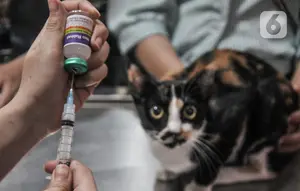 Vaksinasi hingga Sterilisasi, Ini Layanan Mobil Klinik Hewan Keliling Jakarta