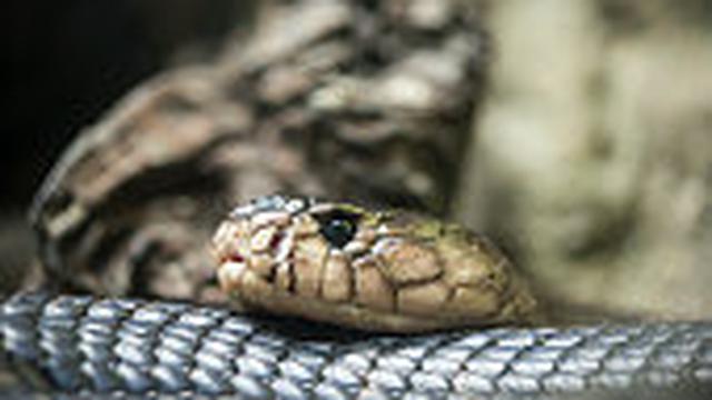 Ilustrasi ular kobra.