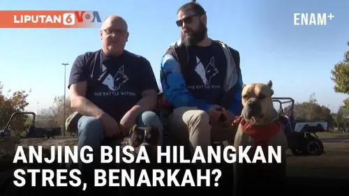 VIDEO: Anjing Terapi Bantu Para Veteran Perang atasi PTSD