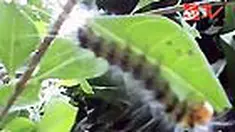 liputan6