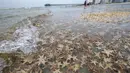 Ribuan bintang laut terdampar di Garden City Beach, South Carolina, Amerika Serikat, Senin (29/6/2020). Kehadiran ribuan bintang laut yang terdampar menyita perhatian warga serta wisatawan untuk mengembalikan mereka ke laut. (Jason Lee/The Sun News via AP)