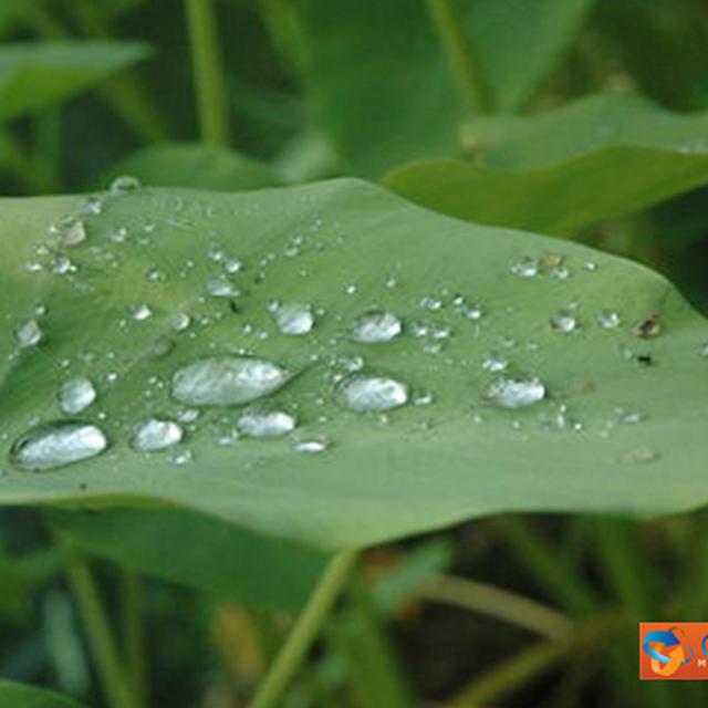 Tanaman Juga Butuh Perekat Citizen6 Liputan6 Com Ketidakcocokan antara dua orang, seperti air yang ditaruh di atas daun talas akan terpisah. tanaman juga butuh perekat citizen6