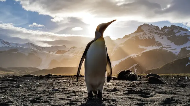 Ilustrasi Penguin Kaisar